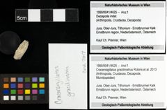 Foto (Objekt + Etiketten) von Cracensigillatus gracilirostrus (Robins et al., 2013) 